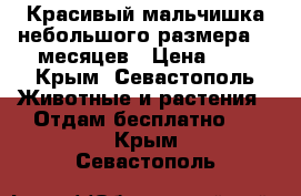Красивый мальчишка небольшого размера. 7 месяцев › Цена ­ 1 - Крым, Севастополь Животные и растения » Отдам бесплатно   . Крым,Севастополь